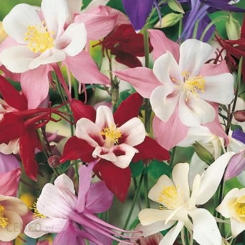 i-kiepenkerl-orlik-mix-nasion-kiepenkerl-102351