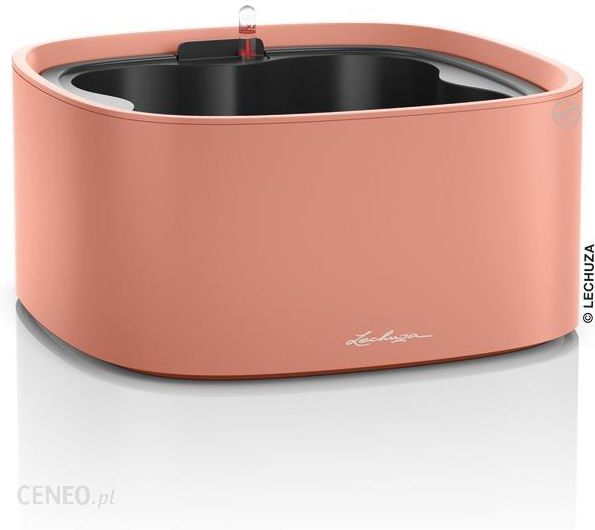 i-lechuza-misa-pila-koralowy