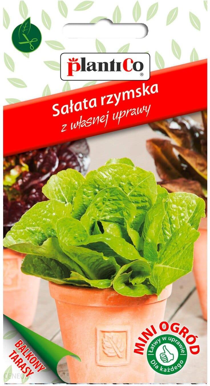 i-salata-rzymska-mini-ogrod